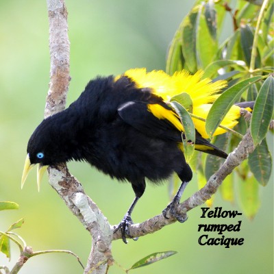 Yellow-rumped Cacique